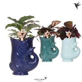 Calathea Gemengd Keramiek Fish
