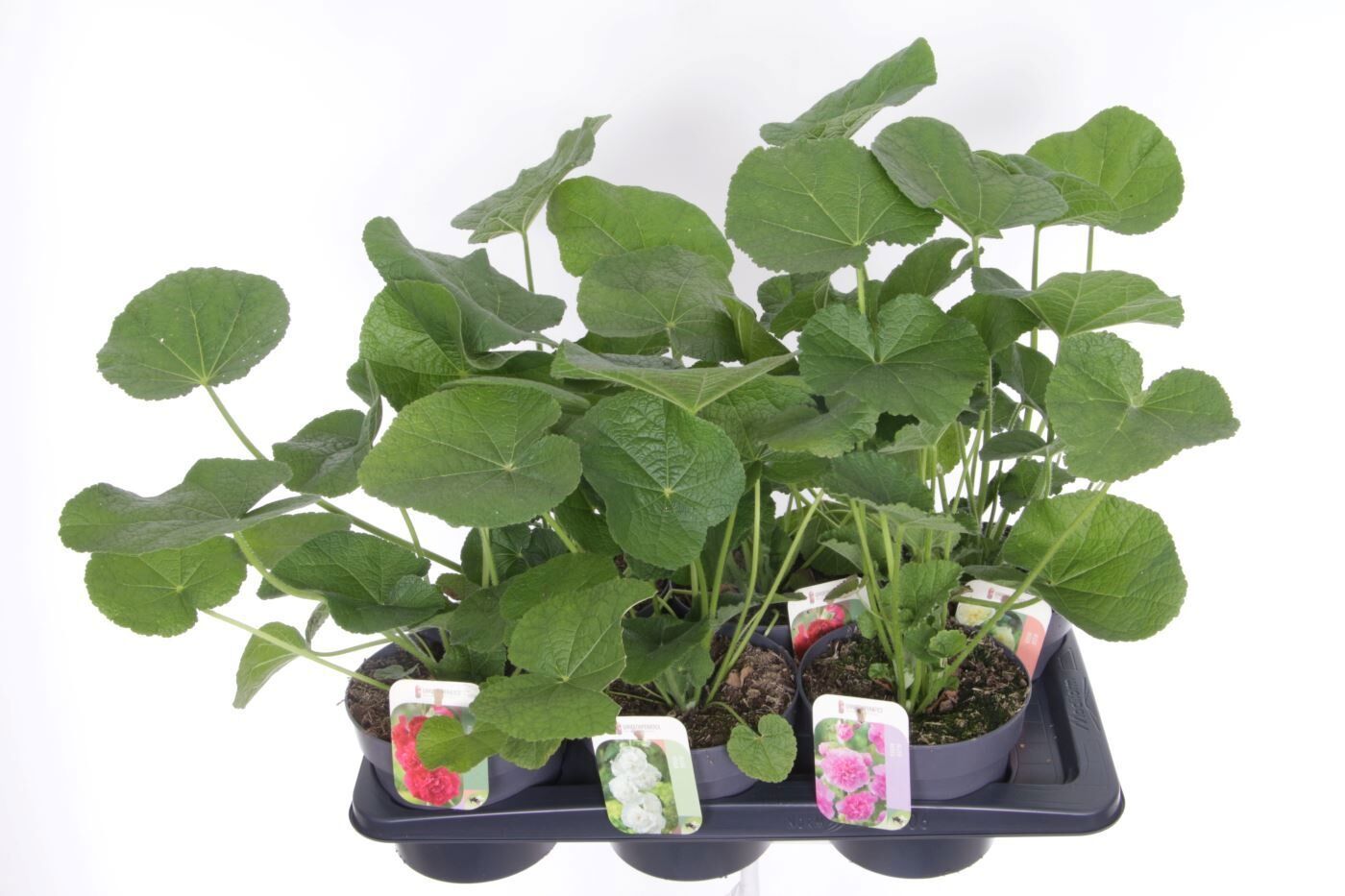 Alcea Rosea Chart Gemengd