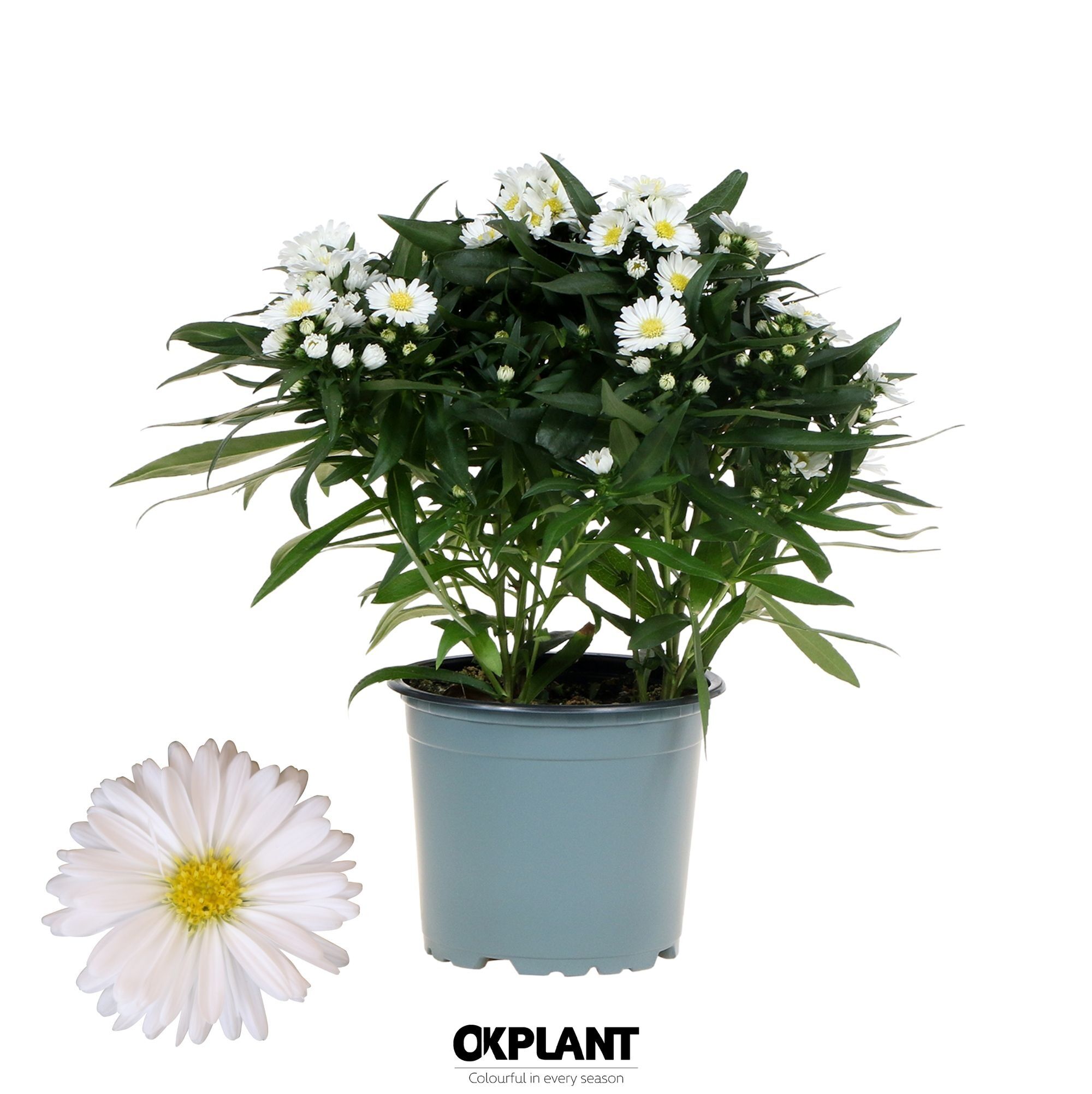 Aster Starletta White