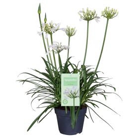 Agapanthus Summer Love White 1+