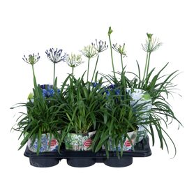 Agapanthus Summer Love Gemengd 5+
