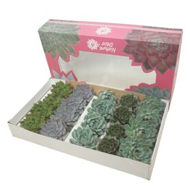Echev Gemengd Nature Cutflowers