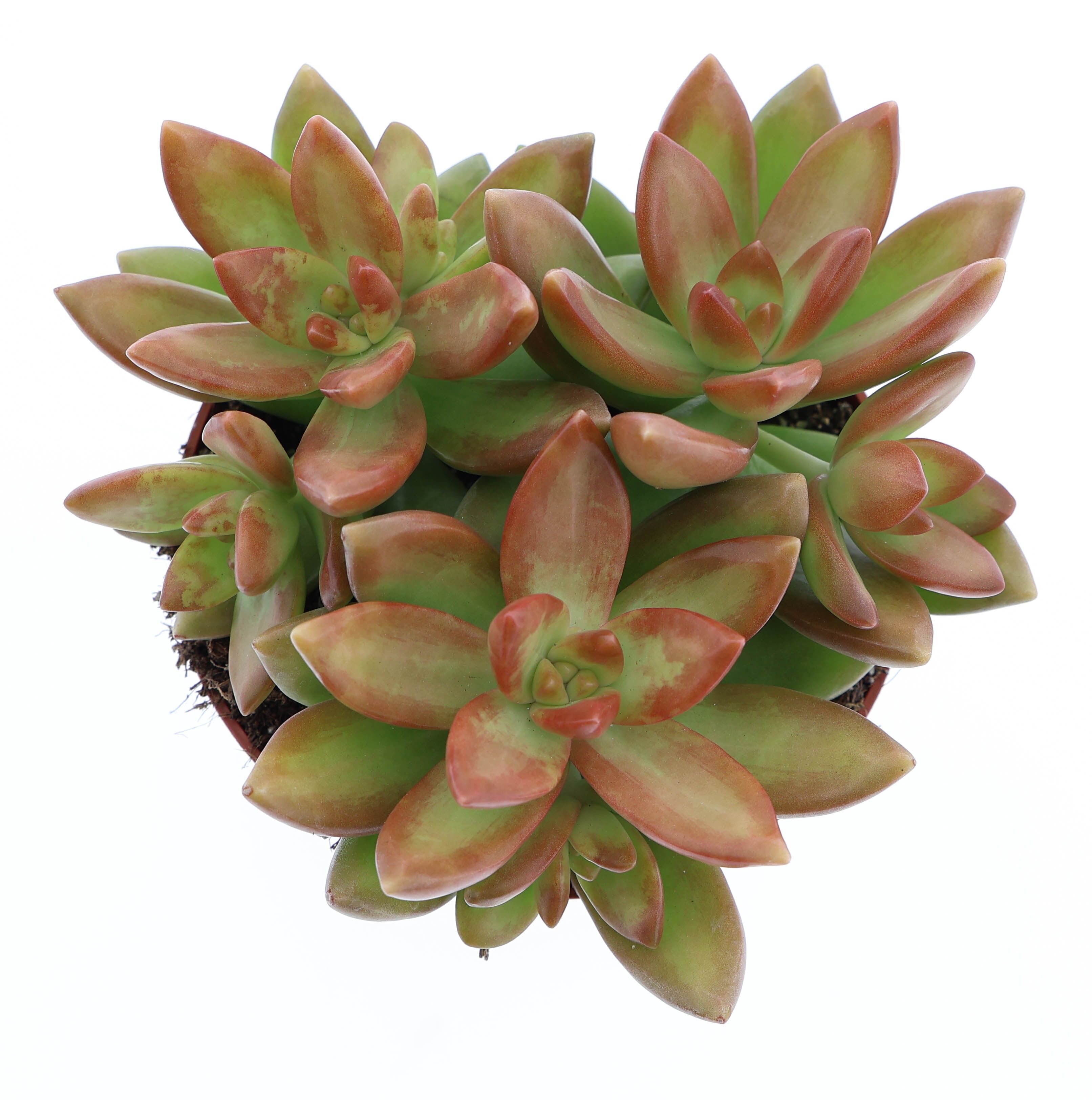 Sedum Nussbaumerianum