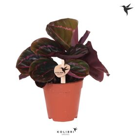 Calathea Dottie