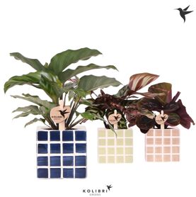 Calathea Gemengd Keramiek Mosa
