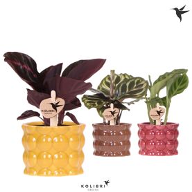 Calathea Gemengd Keramiek Cotton