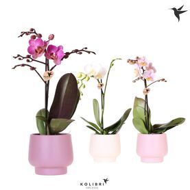 Kolibri Orchids Phalaenopsis Mix 1 Spike In Scandi