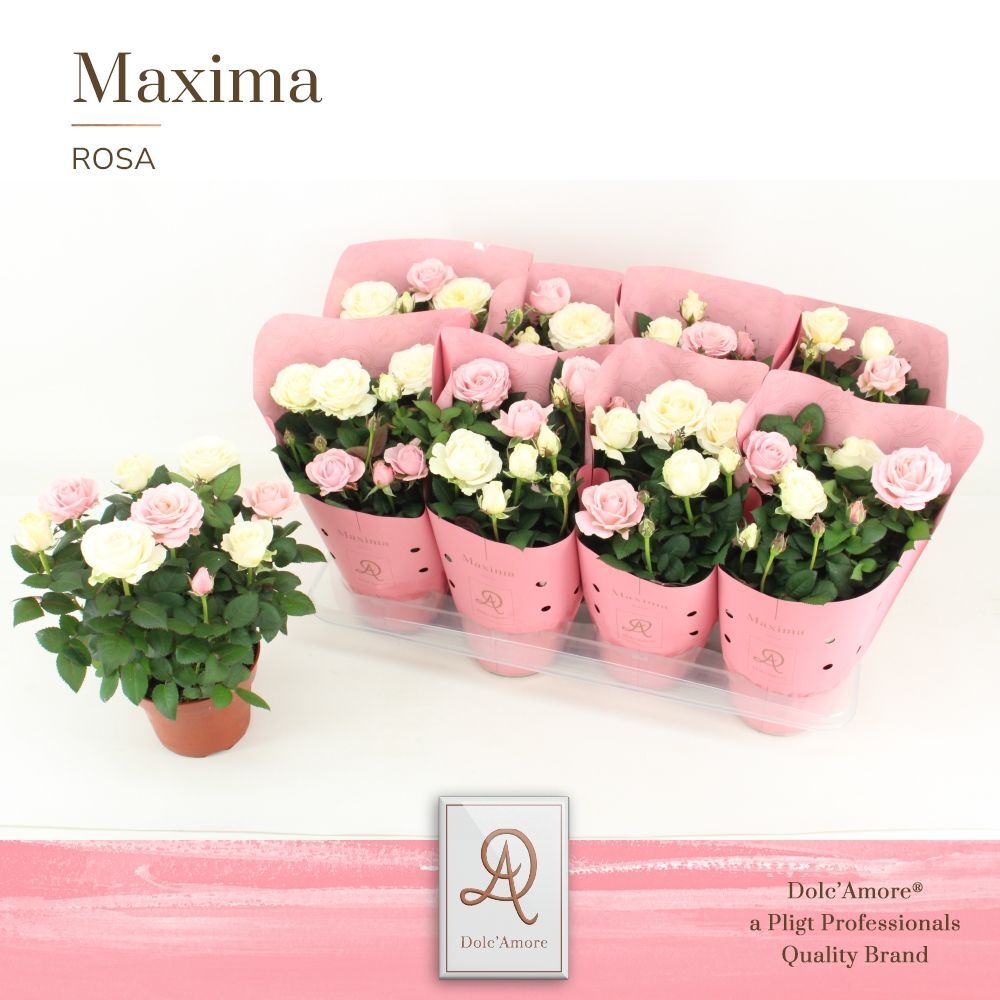 Ro Gemengd Duo Dolc'amore Hoes Metallic