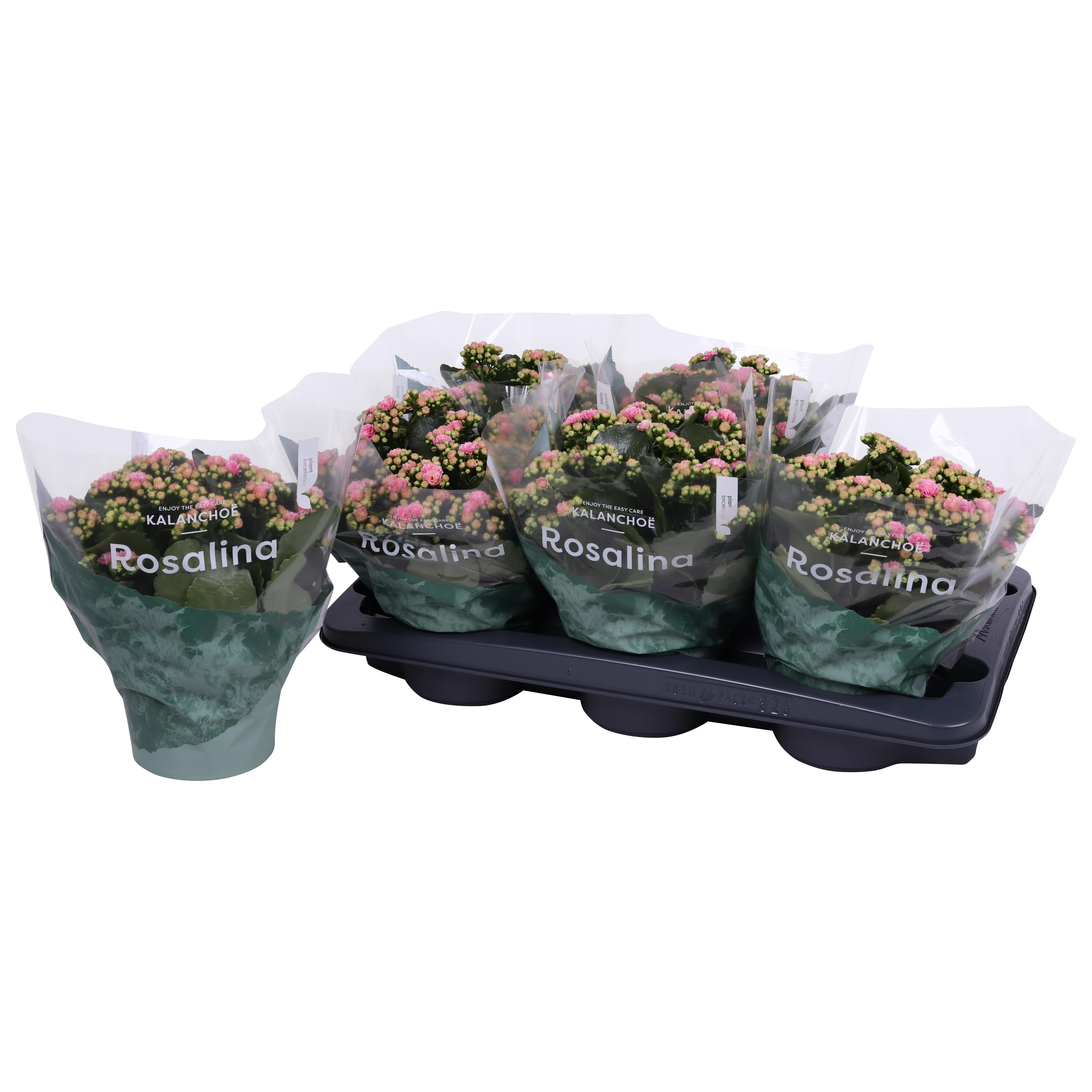 Kalan Gev 2kl Roze - Wit