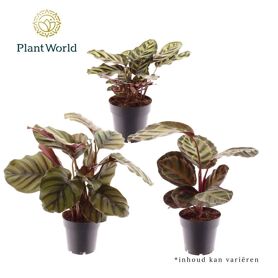 Calathea Gemengd