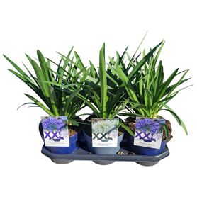 Agapanthus Gemengd 5+