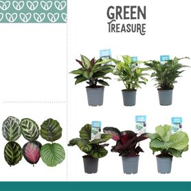 Calathea Gemengd