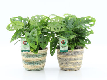 Monstera Adansonii Mand Noah Lines