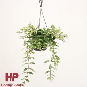 Aeschynanthus Lobbianus Variegatus