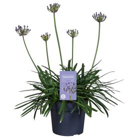 Agapanthus Summer Love Blue 1+