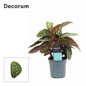 Calathea Moonlight