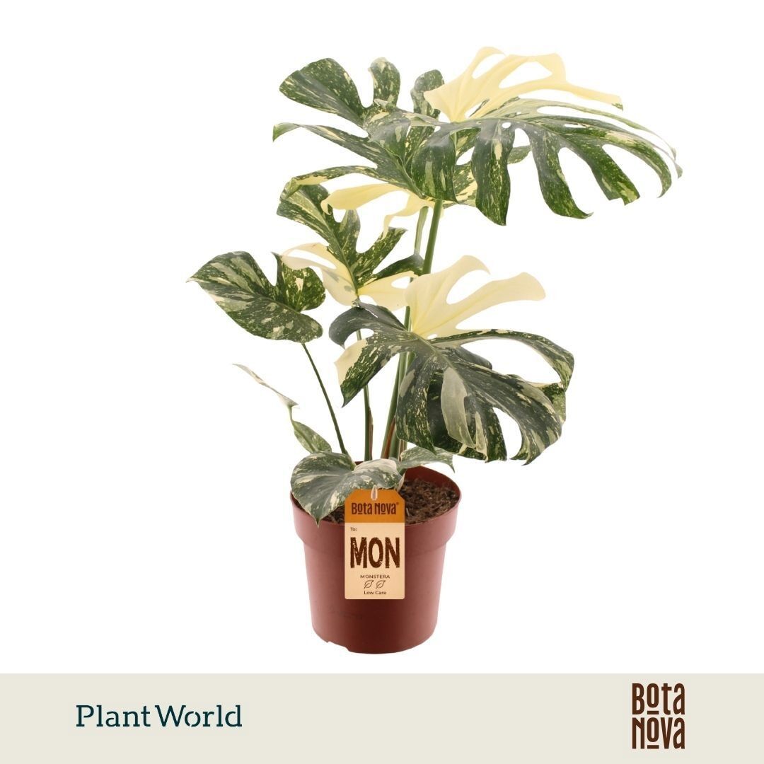 Monstera Deliciosa Thai Constellation