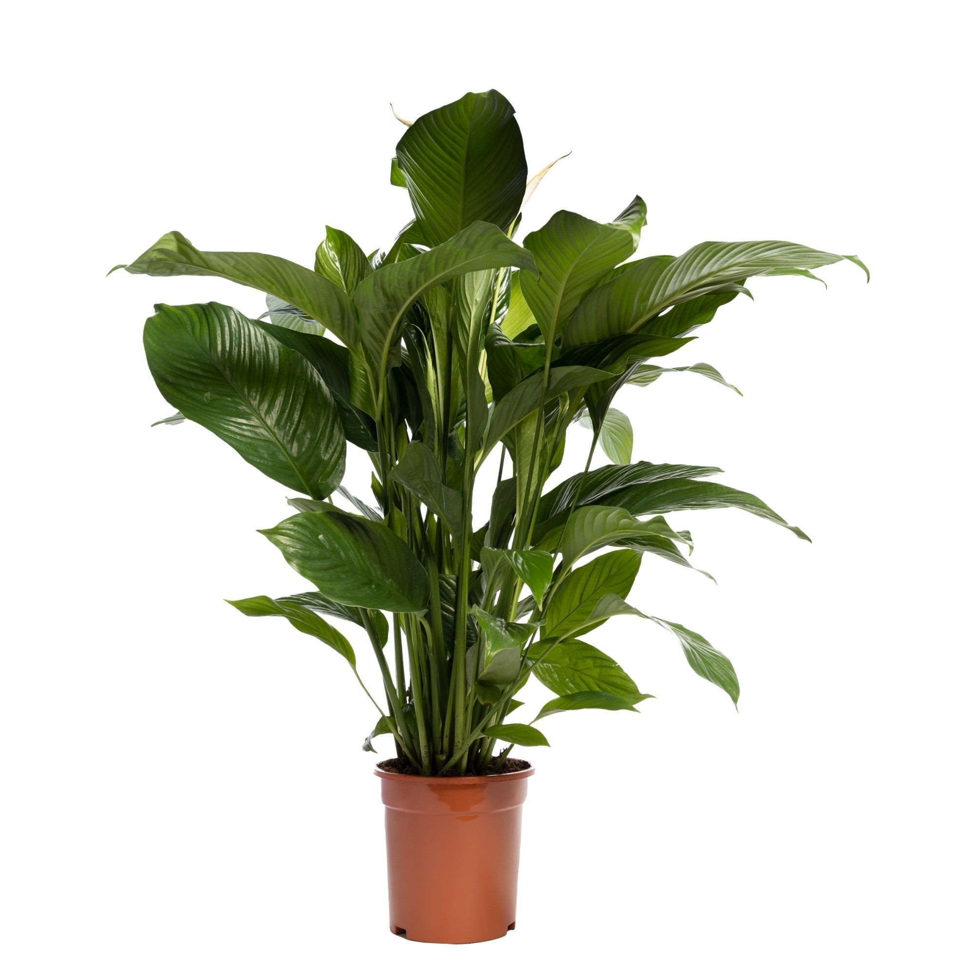Spath Sweet Lauretta 2+ Blanco Hoes