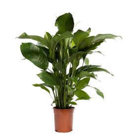 Spath Sweet Lauretta 2+ Blanco Hoes