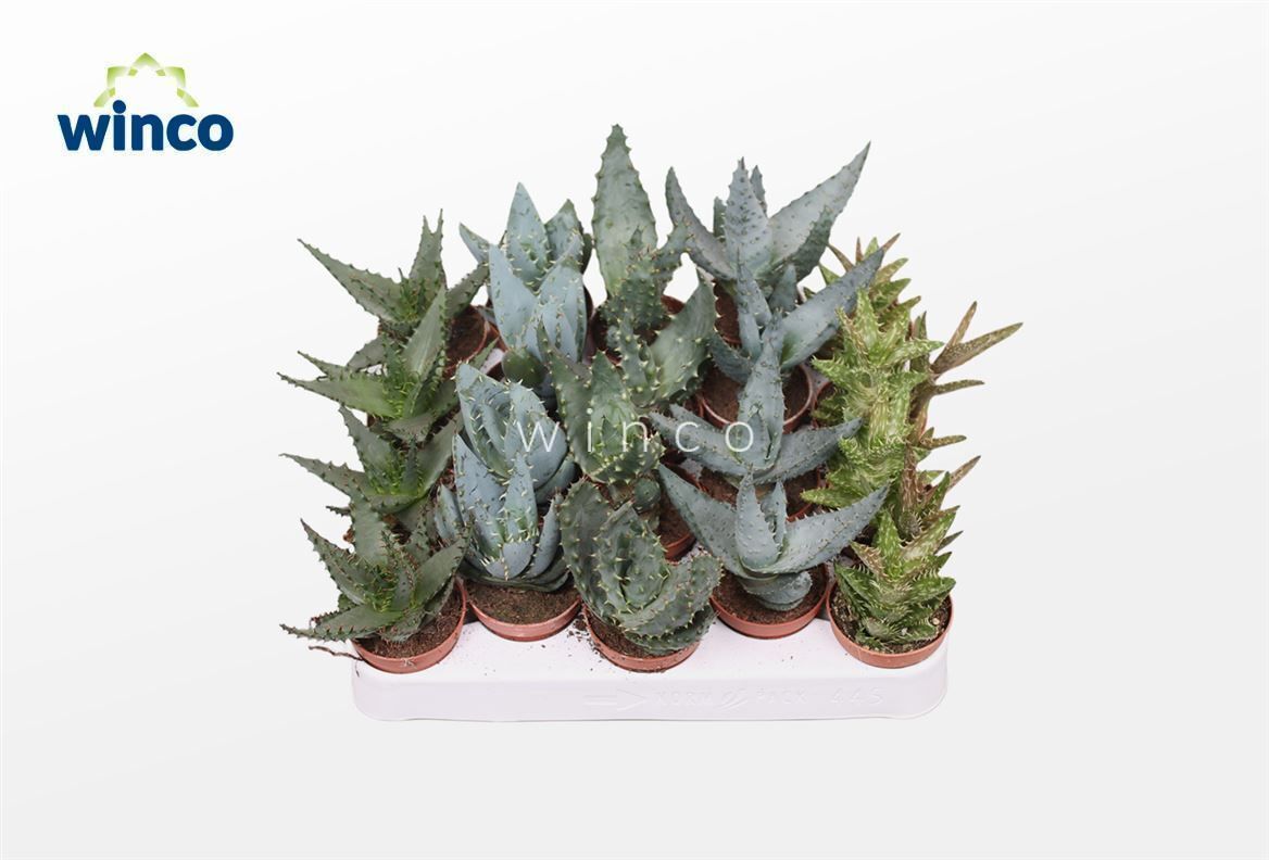 Aloe Gemengd