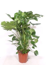 Monstera Deliciosa