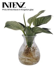 Opm Intenz Phil White Wave Kingston Glas