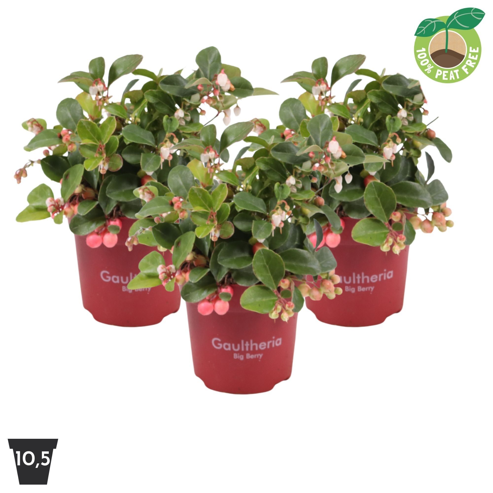Gaultheria Pr Big Berry