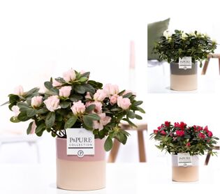 1st Class Azalea Mix In P&pure Tess Ceramics Ass.