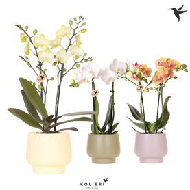 Kolibri Orchids Phalaenopsis Mix 2 Spike In Scandi