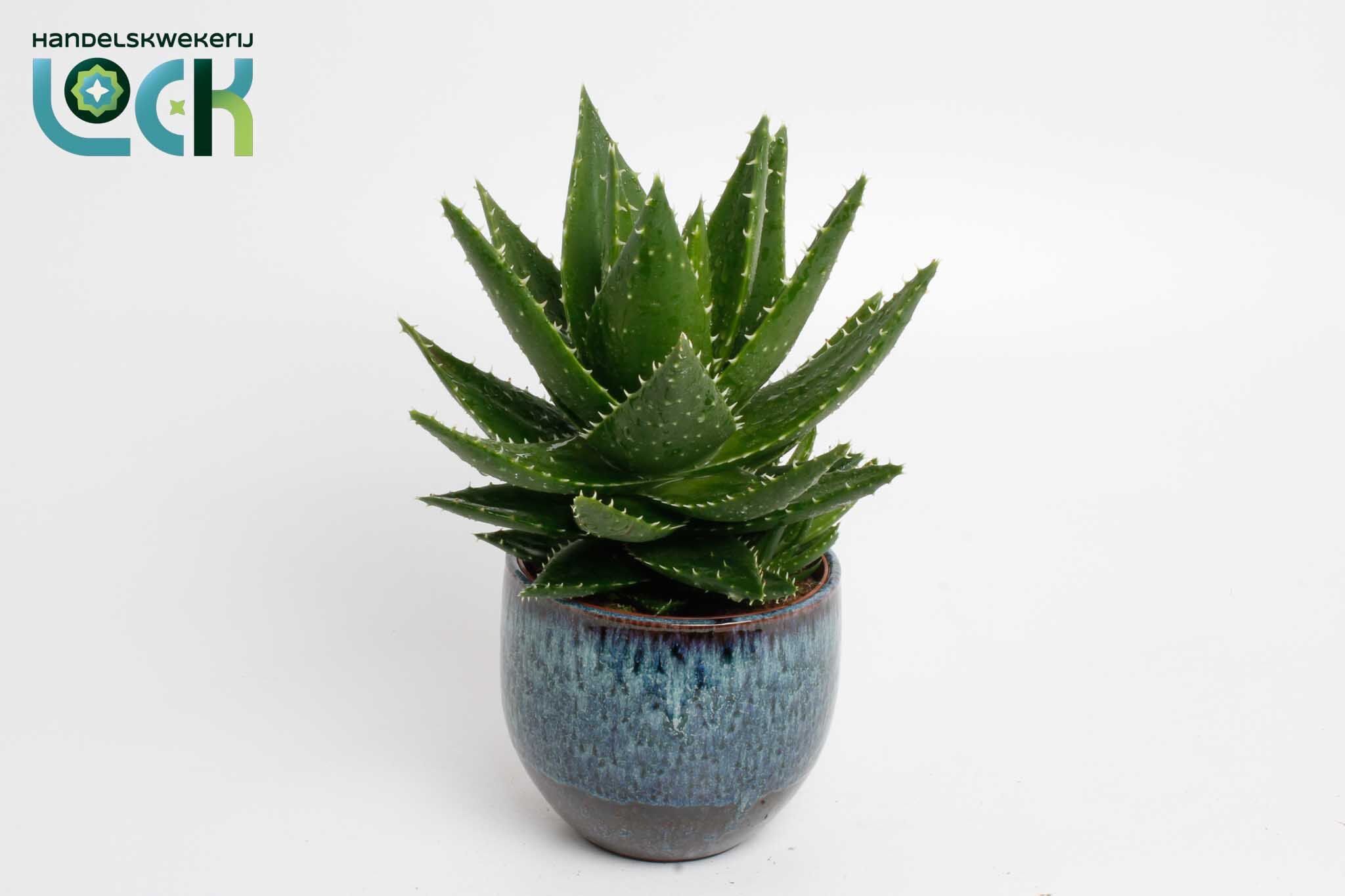 Aloe Mitriformis Keramiek Luuk Dark Blue