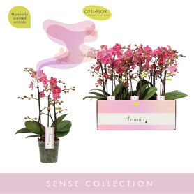 Phal Aromio Floral 3 Tak