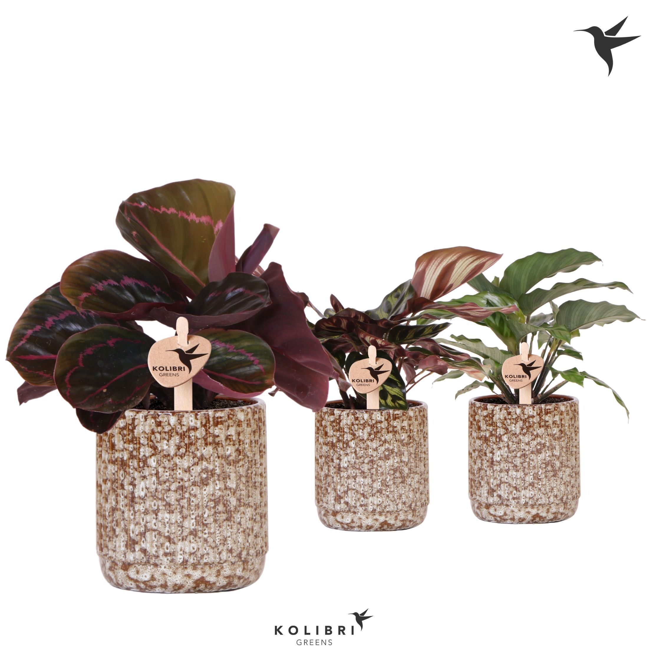 Calathea Gemengd Keramiek Jaguar