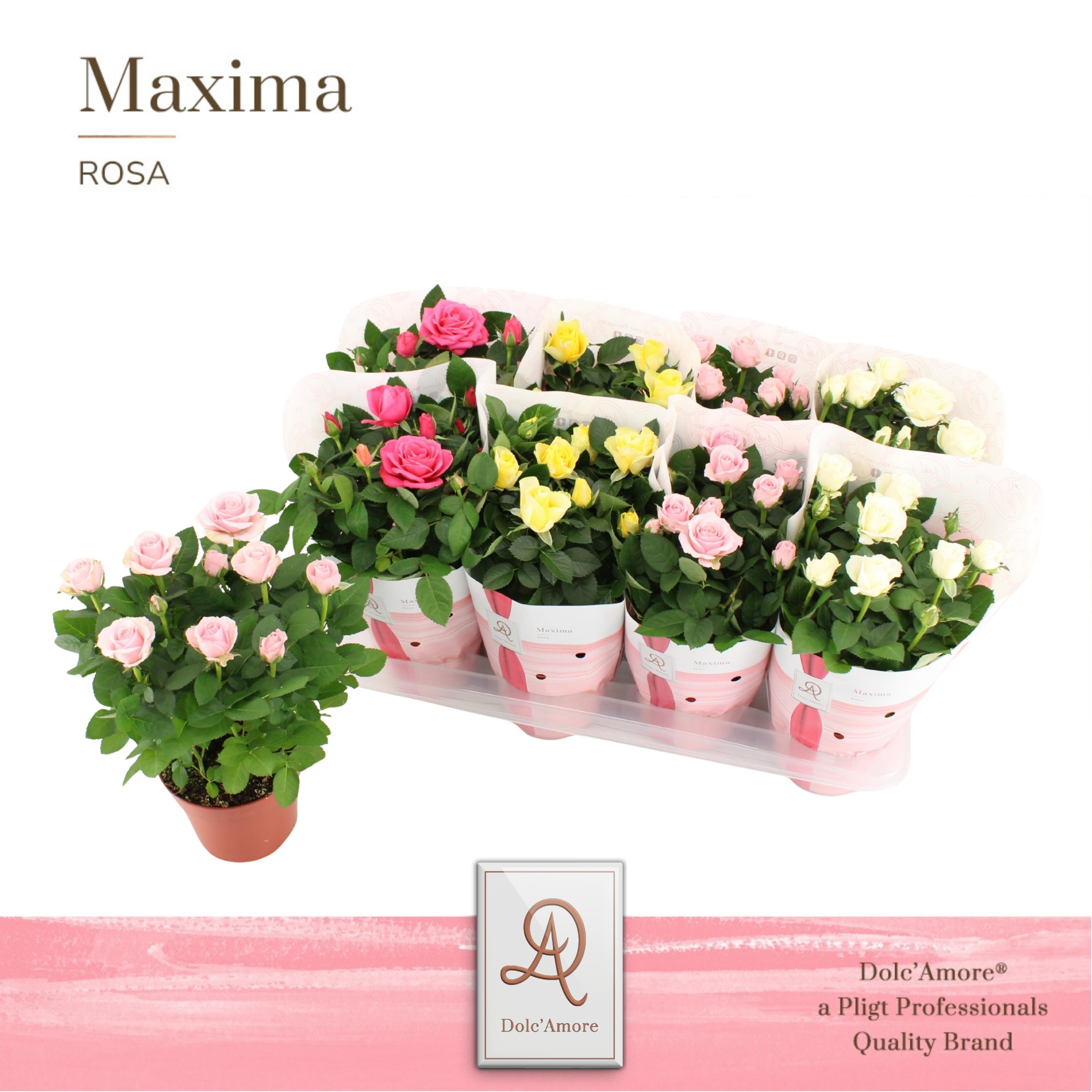 Ro Gemengd Florance Dolc'amore Hoes Maxima