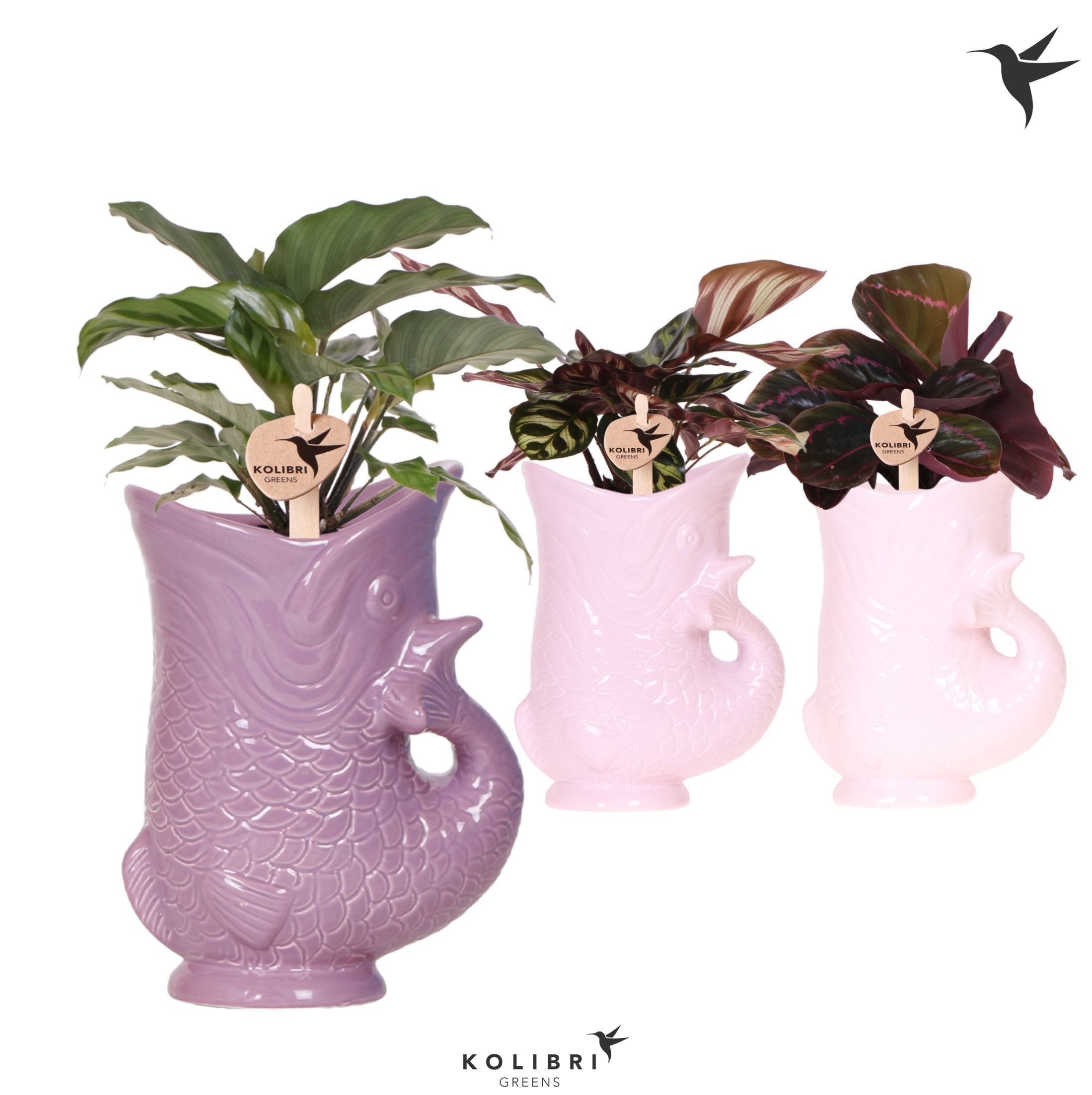 Calathea Gemengd Keramiek Fish