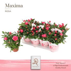 Ro Donker Roze Dolc'amore Potcover Maxima