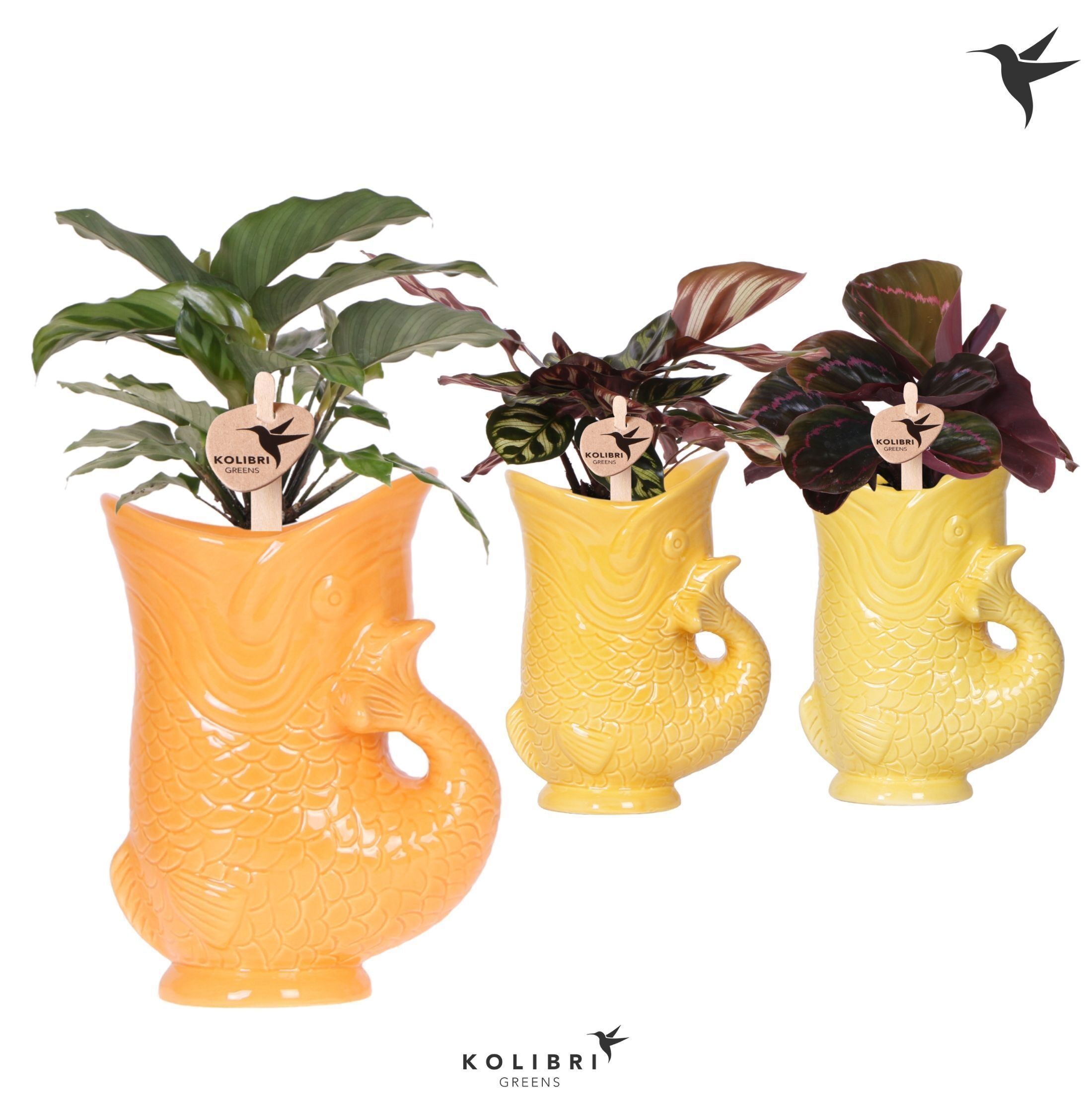 Calathea Gemengd Keramiek Fish