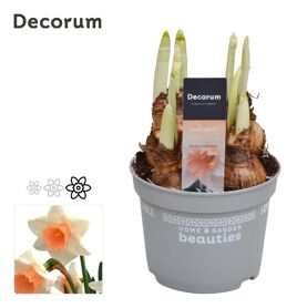 Narcis Peaches And Cream