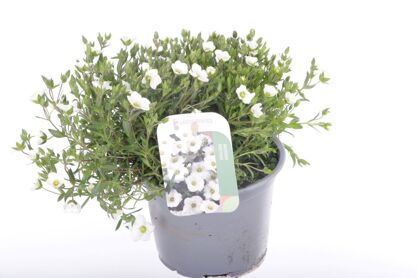 Arenaria Montana