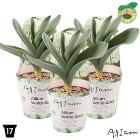 Allium White Giant Potcover