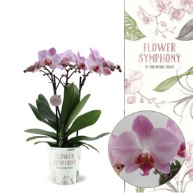 Phal Antwerp Flower Symphony 3 Tak