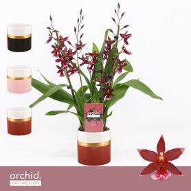Burra Barrocco Red 3-4 Tak Keramiek Dolomite Horiz