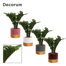 Zamioculcas Zamiifolia Zenzi Keramiek Frederique