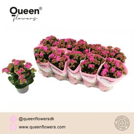 Kalan Gev Paars Queen