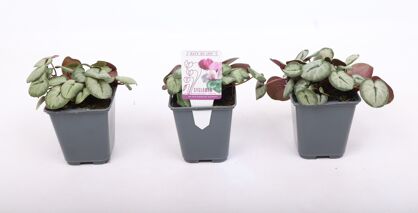 Cyclaam Coum Silverleaf White