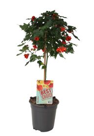 Abutilon Red Trumpet Stam