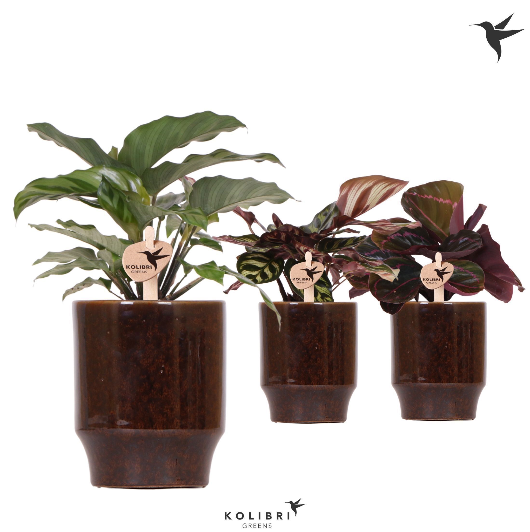 Calathea Gemengd Keramiek Classy