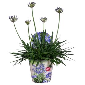 Agapanthus Summer Love Blue 3+ Potcover