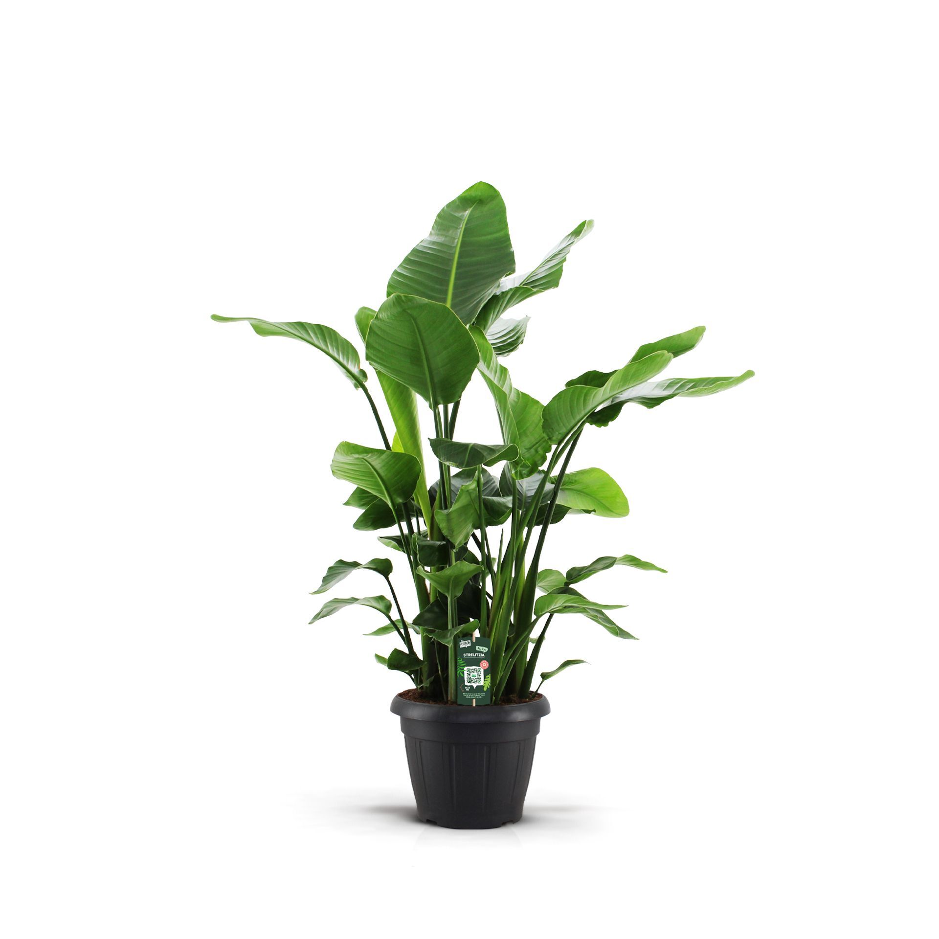 Strelitzia Nicolai 9pp