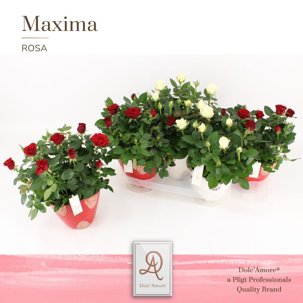 Ro Gemengd Rood & Wit Roma Dolc'amore Keramiek Rus