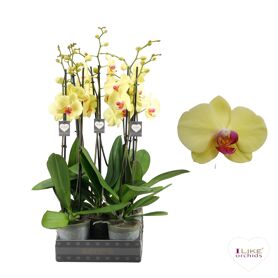 Phal 2 Tak 70cm Golden Cheetah
